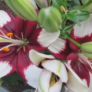 Meet your Posher, Marlene